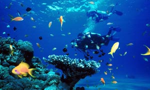 Best of Three Culture (Tamilnadu, Kerala, Karnataka)